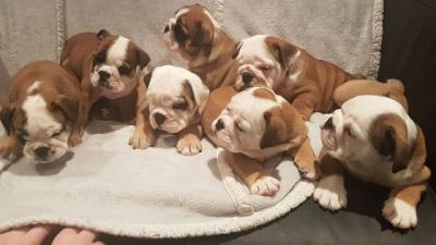 Lov English Bulldog Puppies for Sale whatsapp me at +1413-357-5598 for more details