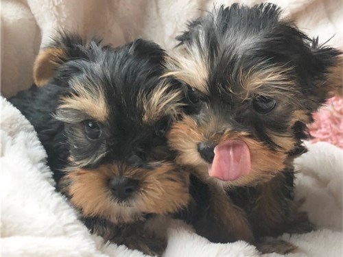 YORKSHIRE PUPPIES FOR ADOPTION