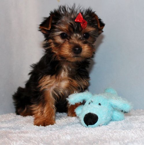 Yorkies Available Here