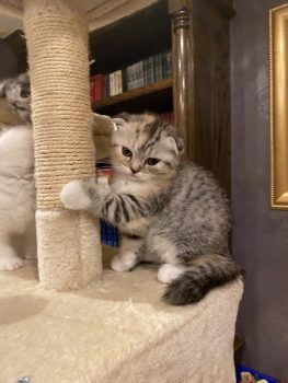 Schotishfold Kittens for Sale