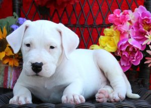 Well socialized dogo argentino puppies Available