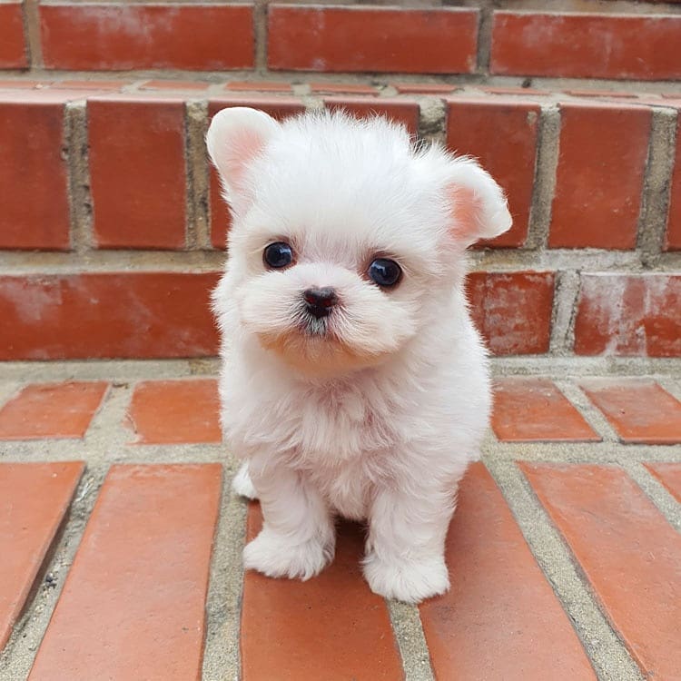Registered Teacup Maltese Puppies Available for sale
