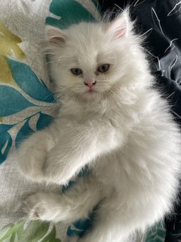 Snow White Persian Kitten (FEMALE)