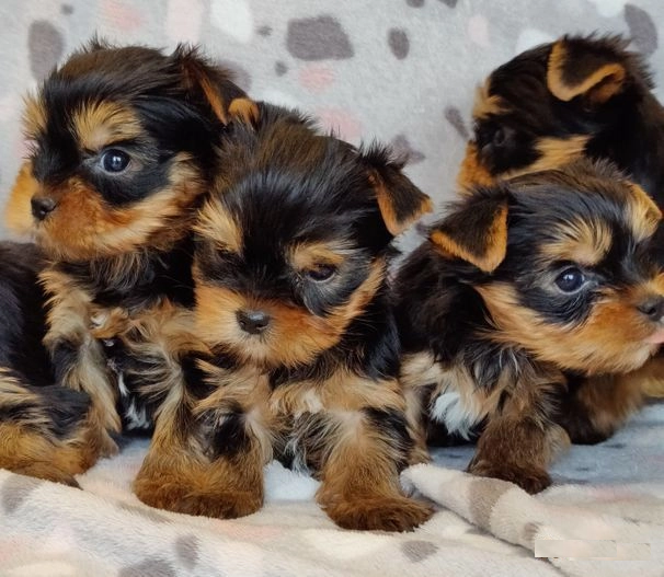 Yorkshire Terrier puppies
