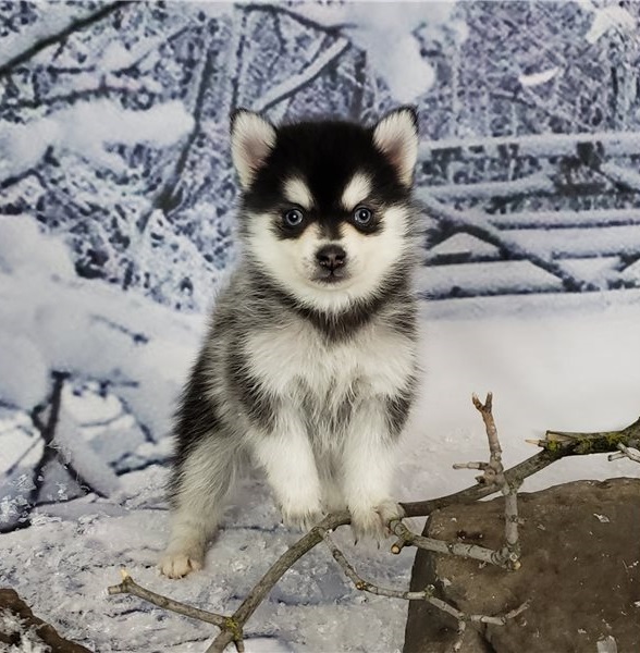 we have pure breed AKC registered male and female Pomsky puppies