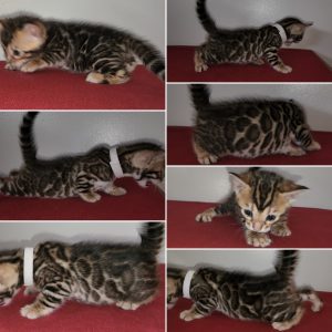 TICA Bengal Kittens- TOP Quality