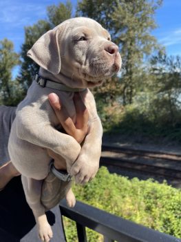 XL AMERICAN BULLY SWAG KENNEL BLOODLINE 1 MALE & 1 FEMALE AVAILABLE.