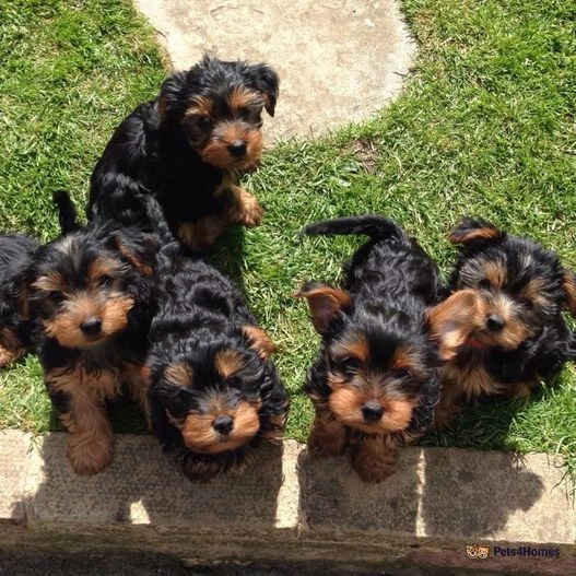 Yorshire terrier puppies