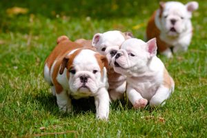 Stunning Top Pedigree English bulldog puppies