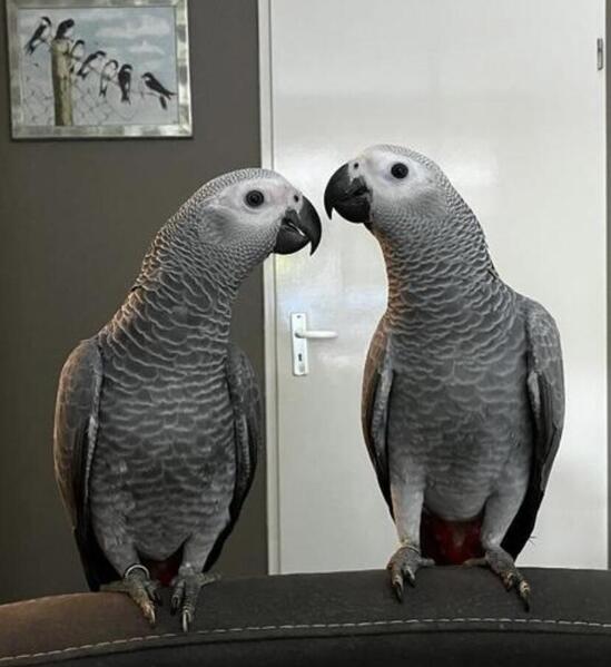 Well Tamed Congo African Grey Parrots For Sale