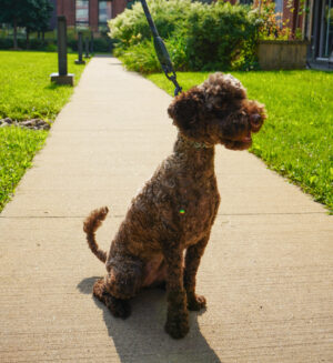 🐾 Seeking a Loving Home for Ashley: The Perfect Miniature Poodle Companion! 🐾
