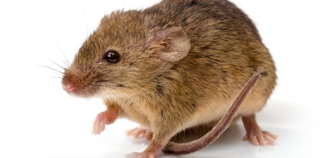 Rodents